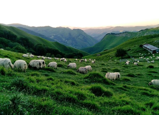Ovejas-en-el-pirinero-Navarro-cueva-de-arpea